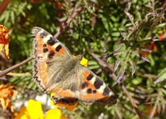 DSC00485a